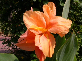 'Jivago Orange'